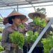 Polres Bintan Menggelar Panen Sayur Hidroponik 