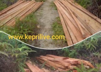 Diduga, Oknum Perangkat Desa Kudung Lingga Timur Melakukan Penebangan Liar