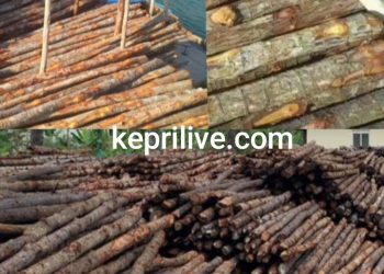 Diduga, Kades Tanjung Kelit Telibat Penebangan Kayu Bakau (Mangrove) Skala Besar Rawan Bencana Alam, Pelaku Tidak Tersentuh Hukum