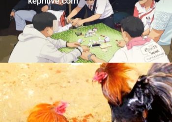 Judi Sabung Ayam-Dadu Semakin Merajalela di KM 13 Arah Kijang, Warga Resah Takut Rusak Akhlak Anak Muda